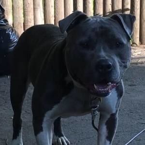 Meet your Posher, Antonio